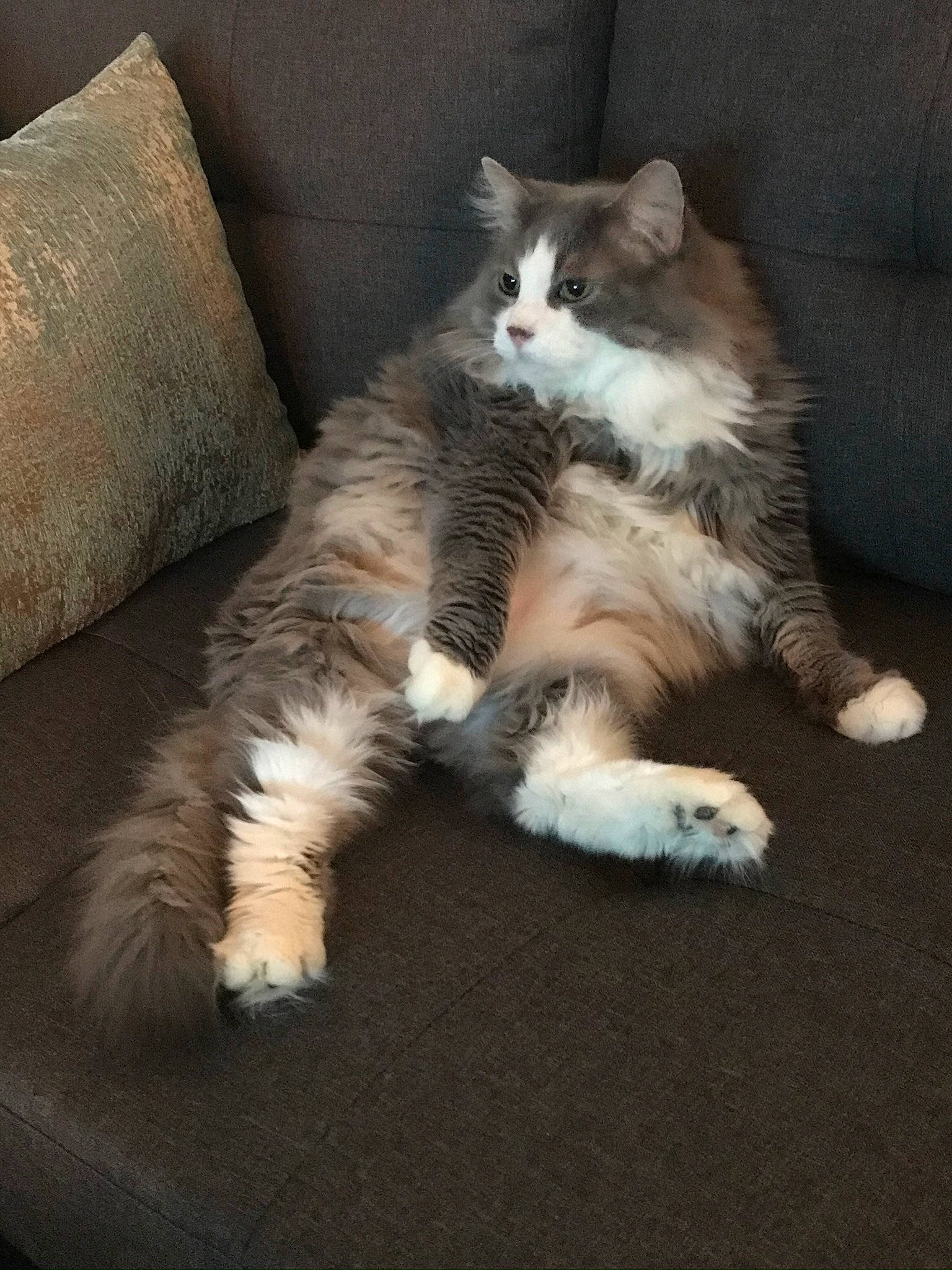 Katara is registered to the contest to win money with this photo: carnivore, cat, claw, comfort, companion_dog, couch, dog_breed, fawn, felidae, flooring, foot, fur, hardwood, paw, small_to_medium_sized_cats, snout, tail, toe, whiskers, window