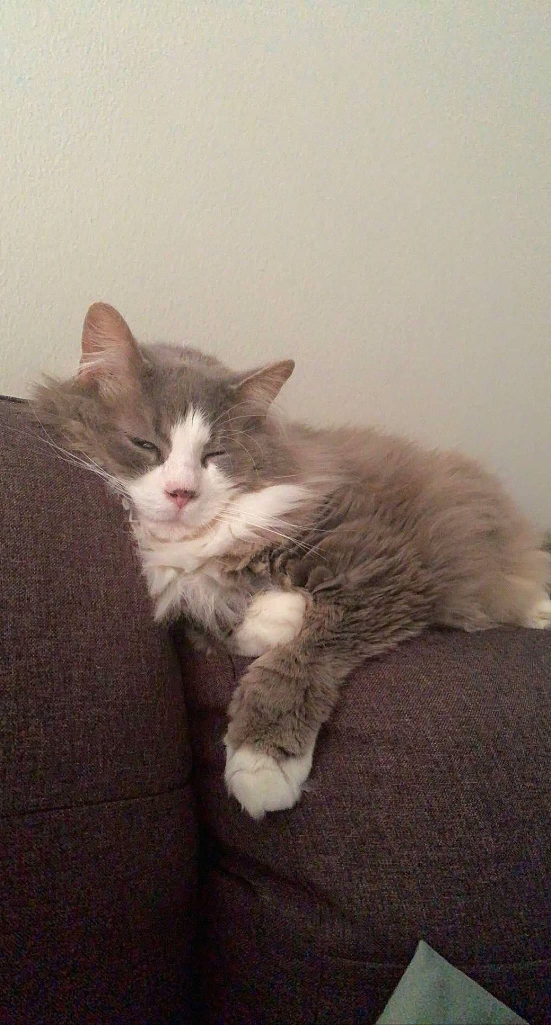 Katara joined the competition — help win amazing prizes! carnivore, cat, claw, comfort, domestic_short_haired_cat, felidae, flooring, foot, fur, grey, hardwood, paw, sand, sitting, small_to_medium_sized_cats, snout, tail, whiskers, wood