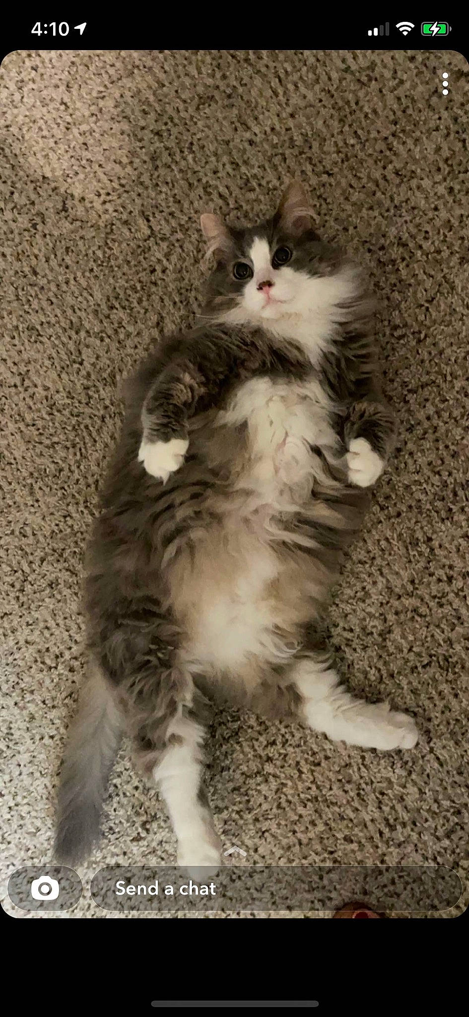 Katara is registered to the contest to win money with this photo: british_longhair, carnivore, cat, cat_toy, claw, dog_breed, domestic_short_haired_cat, felidae, foot, fur, paw, sitting, small_to_medium_sized_cats, snout, tail, terrestrial_animal, toe, whiskers