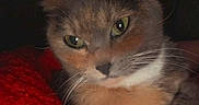 Saturn joined the competition — help win amazing prizes! animal, blanket, cat, colorful_lights, cozy, cute, ears, eyes, feline, fur, home, indoor, night, pet, portrait, red_blanket, relaxed, resting, soft, whiskers