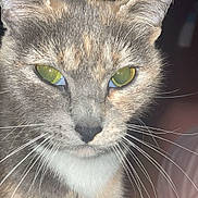 Saturn joined the competition — help win amazing prizes! animal, cat, close_up, cute, domestic_cat, ears, face, feline, flash, focused, fur, green_eyes, indoor, looking, muzzle, night, nostrils, pet, portrait, whiskers