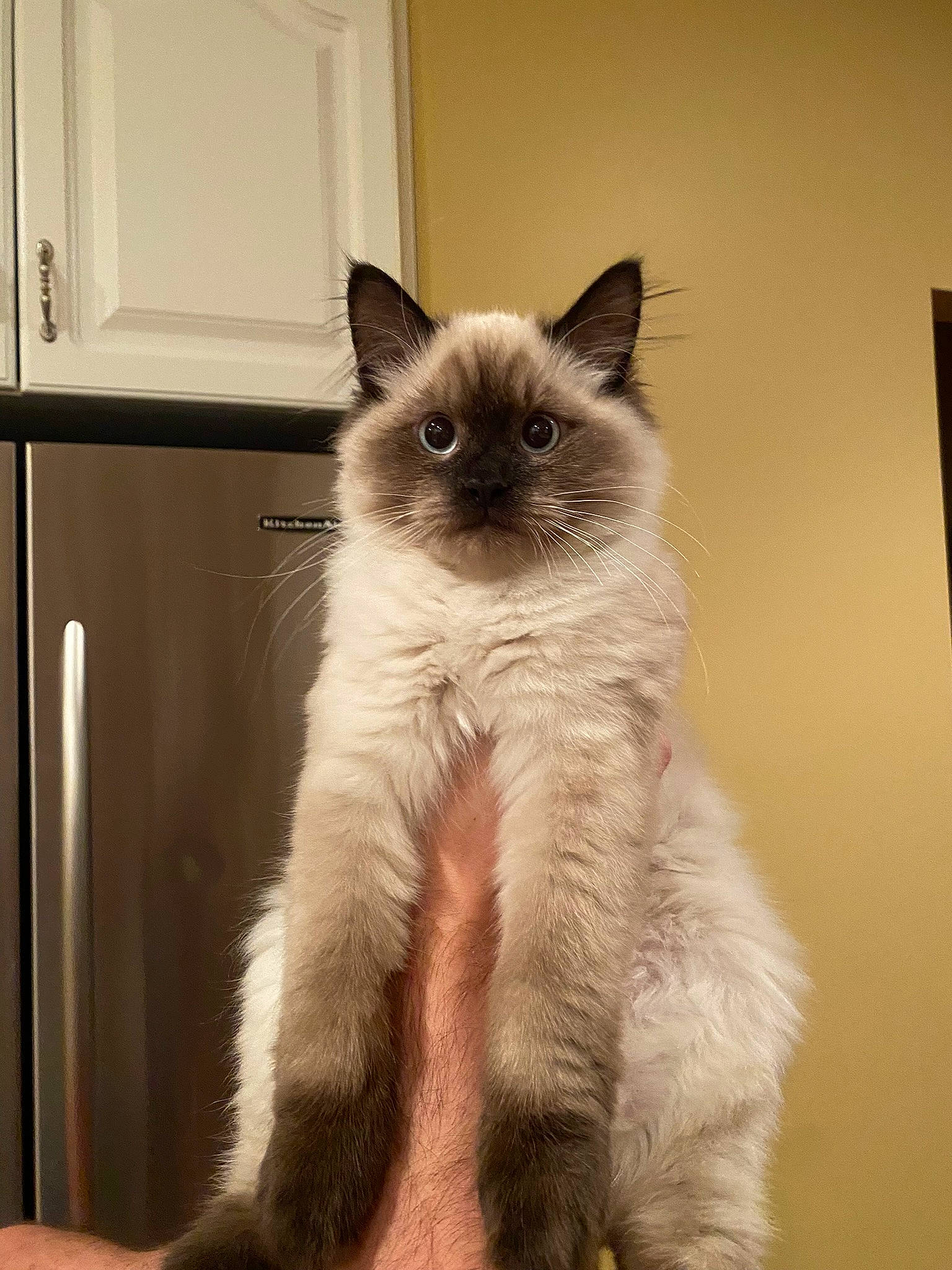 Benji is registered to the contest to win money with this photo: balinese, birman, cabinetry, carnivore, cat, fawn, felidae, fur, kitchen_appliance, ragdoll, siamese, small_to_medium_sized_cats, snout, tail, terrestrial_animal, thai, whiskers