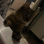 Toka participe au concours pour gagner de l'argent avec cette photo : cat, kitten, tabby, curious, indoor, pet, animal, fur, whiskers, ears, eyes, paws, floor, furniture, home, domestic, mammal, cute, looking, young