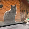 Iris participe au concours pour gagner de l'argent avec cette photo : cat, gray_cat, animal, pet, car_hood, windshield, wooden_shed, outdoor, garden_tools, tree, nature, feline, curious, sitting, closeup, daylight, window, reflection, domestic_cat, fur