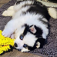 Bandit is registered to the contest to win money with this photo: puppy, dog, blue_eyes, black_and_white, fluffy, toy, yellow_toy, rug, floor, pet, animal, cute, lying_down, indoor, playful, close_up, fur, chewing, young, adorable