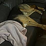 dog, couch, blanket, leather, animal, pet, relaxing, indoors, fur, brown, black, resting, comfortable, home, canine, sleeping, cozy, living_room, furniture, nap