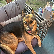 Chopper joined the competition — help win amazing prizes! dog, german_shepherd, outdoor, chair, cushion, pet, animal, sunlight, fur, ears, tongue, nose, tail, pillow, garden, fence, relaxing, happy, canine, daylight