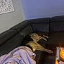 Chopper joined the competition — help win amazing prizes! dog, sofa, blanket, candle, living_room, leather, table, relaxing, pet, cozy, interior, home, comfort, furniture, sleeping, canine, decor, room, quiet, resting