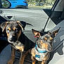 Chopper is registered to the contest to win money with this photo: dog, puppy, car_interior, car_seat, blue_collar, sunlight, window, blue_car, seatbelt, pet, animal, companion, canine, indoor, vehicle, door_handle, shadow, tag, cute, friendship