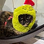 animal, cat, costume, cozy, cute, domestic, expression, face, feline, fur, grinch, hammock, hat, indoor, pet, relaxed, resting, santa_hat, tortoiseshell, window