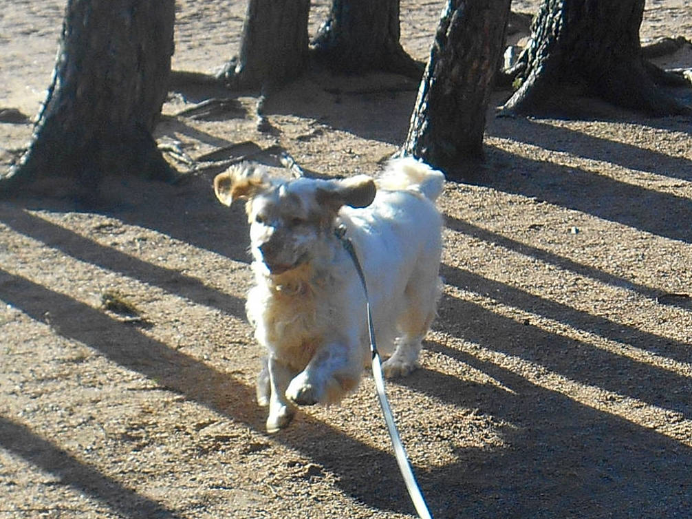Bertie is registered to the contest to win money with this photo: canidae, carnivore, collar, companion_dog, dog, dog_breed, fawn, grass, leaf, road_surface, shade, shadow, sidewalk, snout, sporting_group, tail, tree, trunk, wood, working_animal