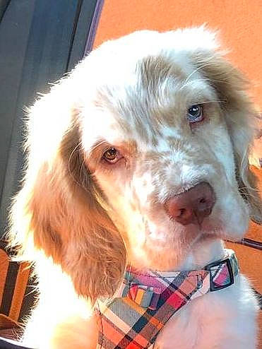 Bertie joined the competition — help win amazing prizes! canidae, carnivore, collar, companion_dog, dog, dog_breed, dog_collar, ear, fur, hunting_dog, liver, pattern, plaid, snout, sporting_group, tartan, whiskers, working_animal