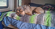 Hades is registered to the contest to win money with this photo: bed, blanket, brown_dog, camper, canine, comfort, cozy, dog, domestic, furniture, harness, home, indoor, nap, pillow, relaxation, resting, rv, sleeping, window
