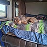 bed, blanket, brown_dog, camper, canine, comfort, cozy, dog, domestic, furniture, harness, home, indoor, nap, pillow, relaxation, resting, rv, sleeping, window