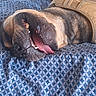 Hades joined the competition — help win amazing prizes! animal, bed, blanket, blue, canine, closeup, comfortable, dog, fur, indoors, large_dog, mouth_open, pattern, pet, relaxed, resting, sleeping, snout, teeth, tongue