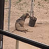 Hades joined the competition — help win amazing prizes! animal, brown_dog, bucket, canine, chain_link_fence, daytime, dirt, dog, domestic_animal, fence_post, garden_tools, harness, leash, outdoor, pet, quiet, resting, side_view, sitting, yard