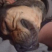 Hades is registered to the contest to win money with this photo: dog, sleeping, close_up, wrinkles, resting, face, fur, nose, animal, pet, canine, snout, relaxing, indoors, texture, human_arm, companion, calm, cozy, portrait