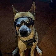 Ares joined the competition — help win amazing prizes! animal, brown, canine, carpet, companion, cute, dog, domestic, ears, front_paws, goggles, harness, household, indoor, looking_up, pet, portrait, reflective, sitting, white