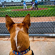 Ares joined the competition — help win amazing prizes! dog, dog_back, dog_ears, colorful_collar, chain_link_fence, baseball_field, baseball_game, players, batter, pitcher, umpire, spectator, grass, dirt, bleachers, concrete, leash, pet, outdoor, sport