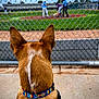 dog, dog_back, dog_ears, colorful_collar, chain_link_fence, baseball_field, baseball_game, players, batter, pitcher, umpire, spectator, grass, dirt, bleachers, concrete, leash, pet, outdoor, sport