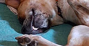 Ares joined the competition — help win amazing prizes! bed, blanket, canine, close_up, collar, cozy, dog, ear, fur, indoor, muzzle, nose, paw, pet, portrait, relaxed, sleeping_dog, snout, tail, teeth