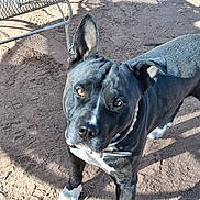 Maddox is registered to the contest to win money with this photo: dog, animal, pet, black_and_white, outdoor, dirt, collar, canine, ears, fur, looking_up, standing, sunlight, shadow, ground, muzzle, alert, domestic_animal, portrait, friendly
