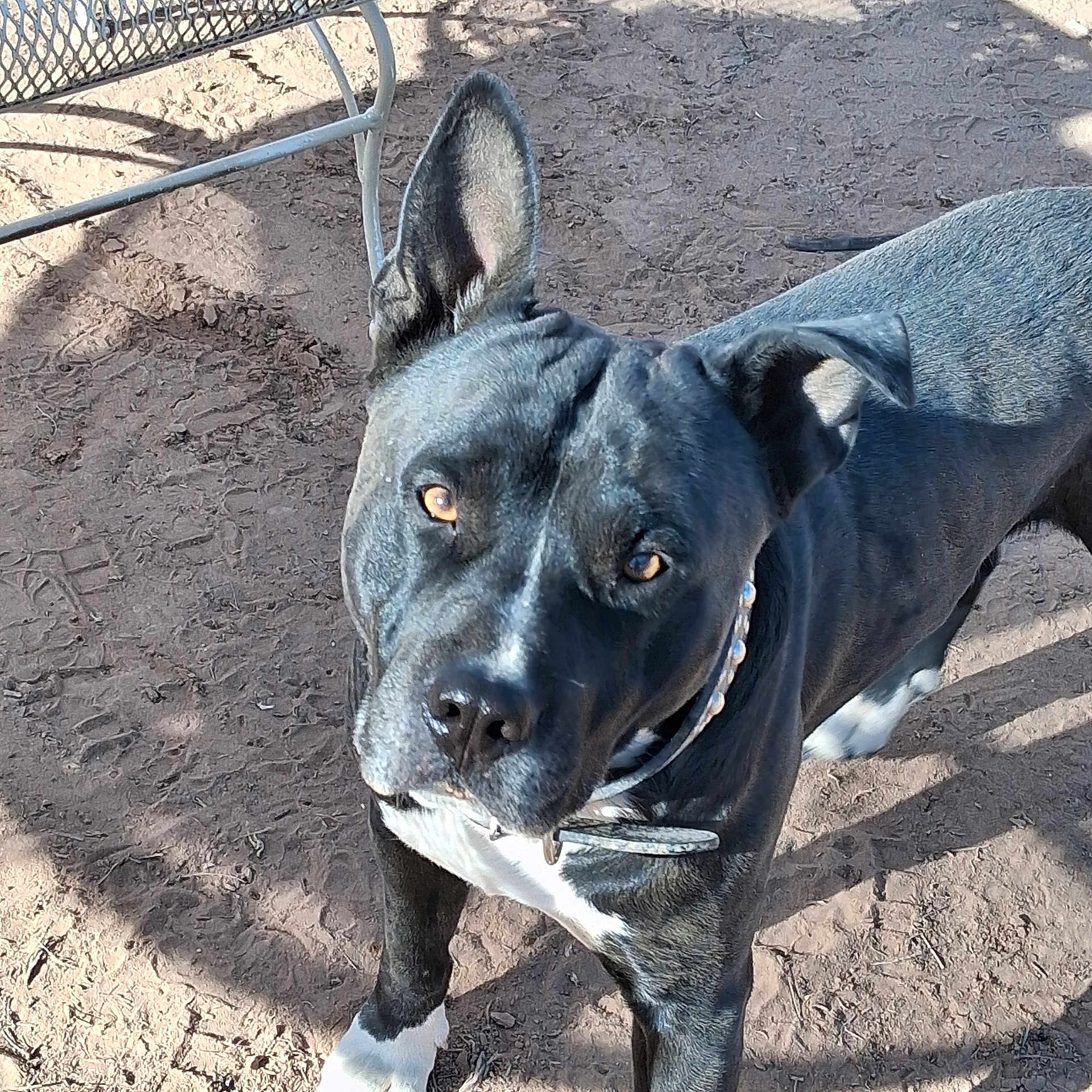 Maddox is registered to the contest to win money with this photo: dog, animal, pet, black_and_white, outdoor, dirt, collar, canine, ears, fur, looking_up, standing, sunlight, shadow, ground, muzzle, alert, domestic_animal, portrait, friendly