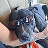 Maddox joined the competition — help win amazing prizes! dog, black_dog, sunglasses, pet, animal, resting, tattoo, arm, indoor, close_up, relaxed, canine, companion, laying_down, snout, fur, comfort, casual, portrait, household