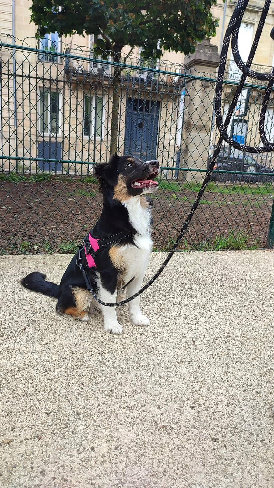 Taïga participe au concours pour gagner de l'argent avec cette photo : art, building, canidae, carnivore, collar, companion_dog, dog, dog_breed, dog_collar, fawn, fence, fur, grass, leash, pet_supply, plant, snout, sporting_group, tail, window