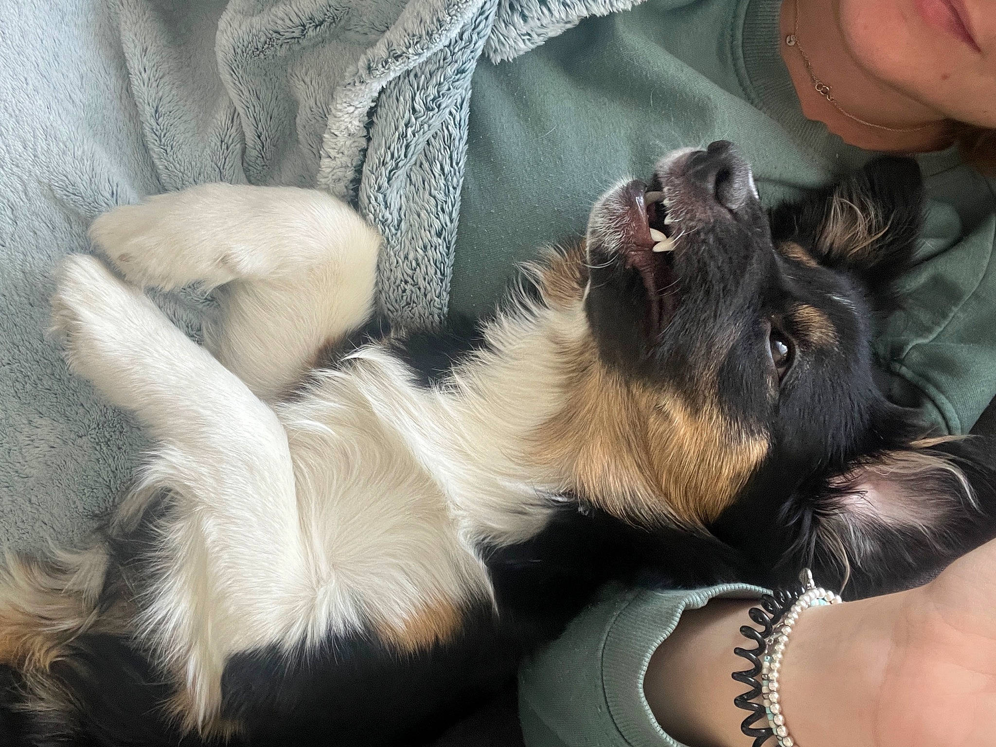 Taïga participe au concours pour gagner de l'argent avec cette photo : carnivore, comfort, companion_dog, dog, dog_breed, ear, fawn, felidae, foot, fur, gesture, human_leg, lap, paw, small_to_medium_sized_cats, snout, tail, thigh, toy_dog, whiskers