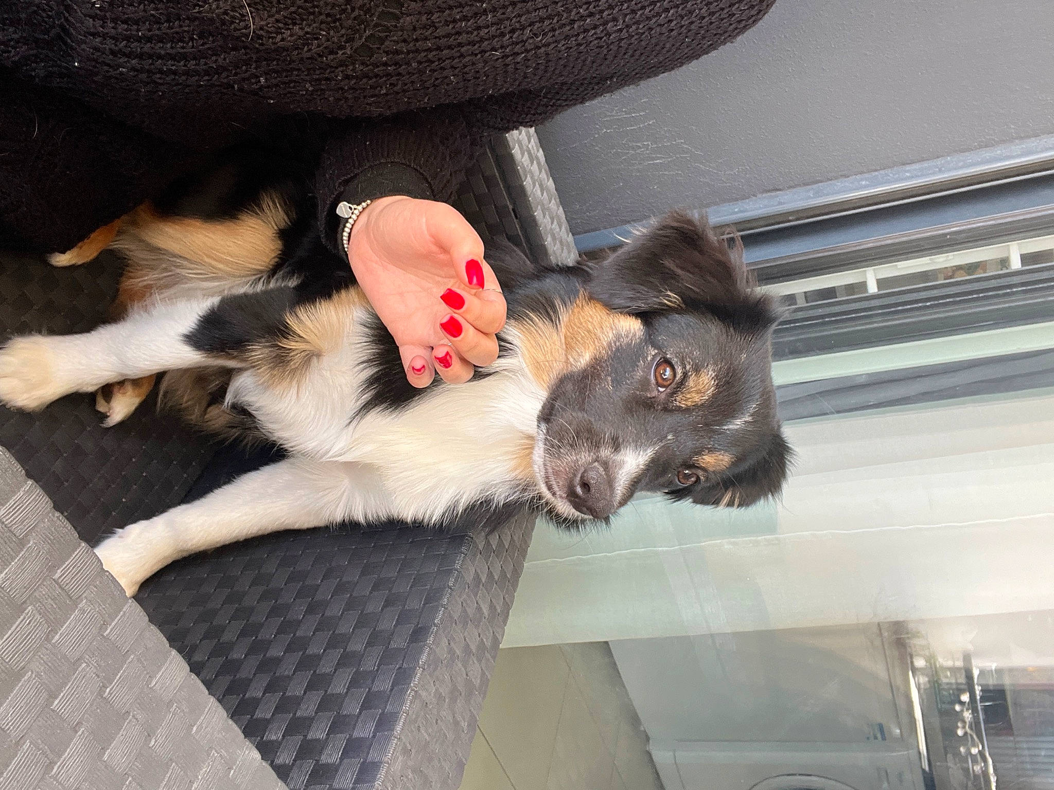 Taïga participe au concours pour gagner de l'argent avec cette photo : canidae, carnivore, collar, comfort, companion_dog, dog, dog_breed, fawn, fedora, felidae, flooring, foot, fur, hat, paw, small_to_medium_sized_cats, snout, sporting_group, sun_hat, tail