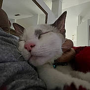 Duque is registered to the contest to win money with this photo: animal, architecture, art, bed, bedroom, blanket, building, cat, couch, furniture, homedecor, indoors, kitten, livingroom, painting, person, pet, room, siamese, sleeping