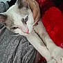 Duque joined the competition — help win amazing prizes! abyssinian, angora, animal, blanket, cat, clothing, couch, face, fur, furniture, head, kitten, manx, person, pet, photography, portrait, siamese, sleeping, velvet