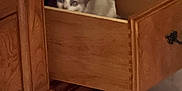 Duque is registered to the contest to win money with this photo: animal, box, cabinet, canine, cat, chestofdrawers, closet, cupboard, dog, drawer, furniture, hardwood, husky, indoors, medicinechest, pet, puppy, sideboard, stainedwood, wood