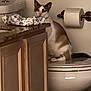 Duque is registered to the contest to win money with this photo: animal, bathroom, cabinet, cat, closet, cupboard, food, furniture, indoors, manx, paper, papertowel, pet, pizza, room, tissue, toilet, toiletpaper, towel, wood
