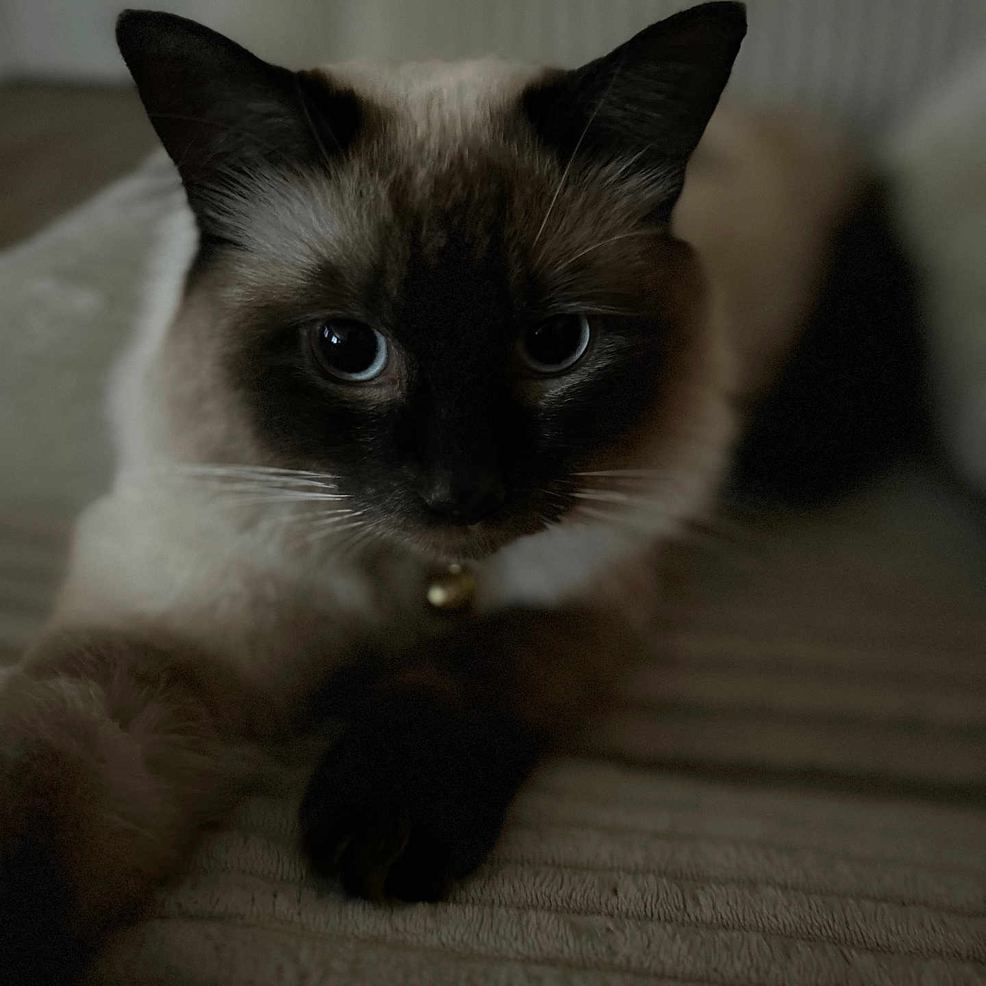 Dukeless joined the competition — help win amazing prizes! animal, cat, close_up, collar, cute, dark, eyes, feline, focus, fur, indoor, looking, paw, pet, portrait, resting, siamese, soft, texture, whiskers