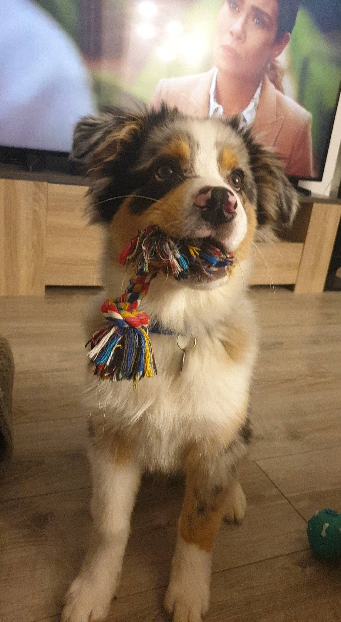 Ryles participe au concours pour gagner de l'argent avec cette photo : australian_shepherd, canidae, carnivore, companion_dog, dog, dog_breed, fur, mammal, miniature_australian_shepherd, papillon, phalene, puppy, rare_breed_dog, snout, spaniel, sporting_group, toy_dog, vertebrate