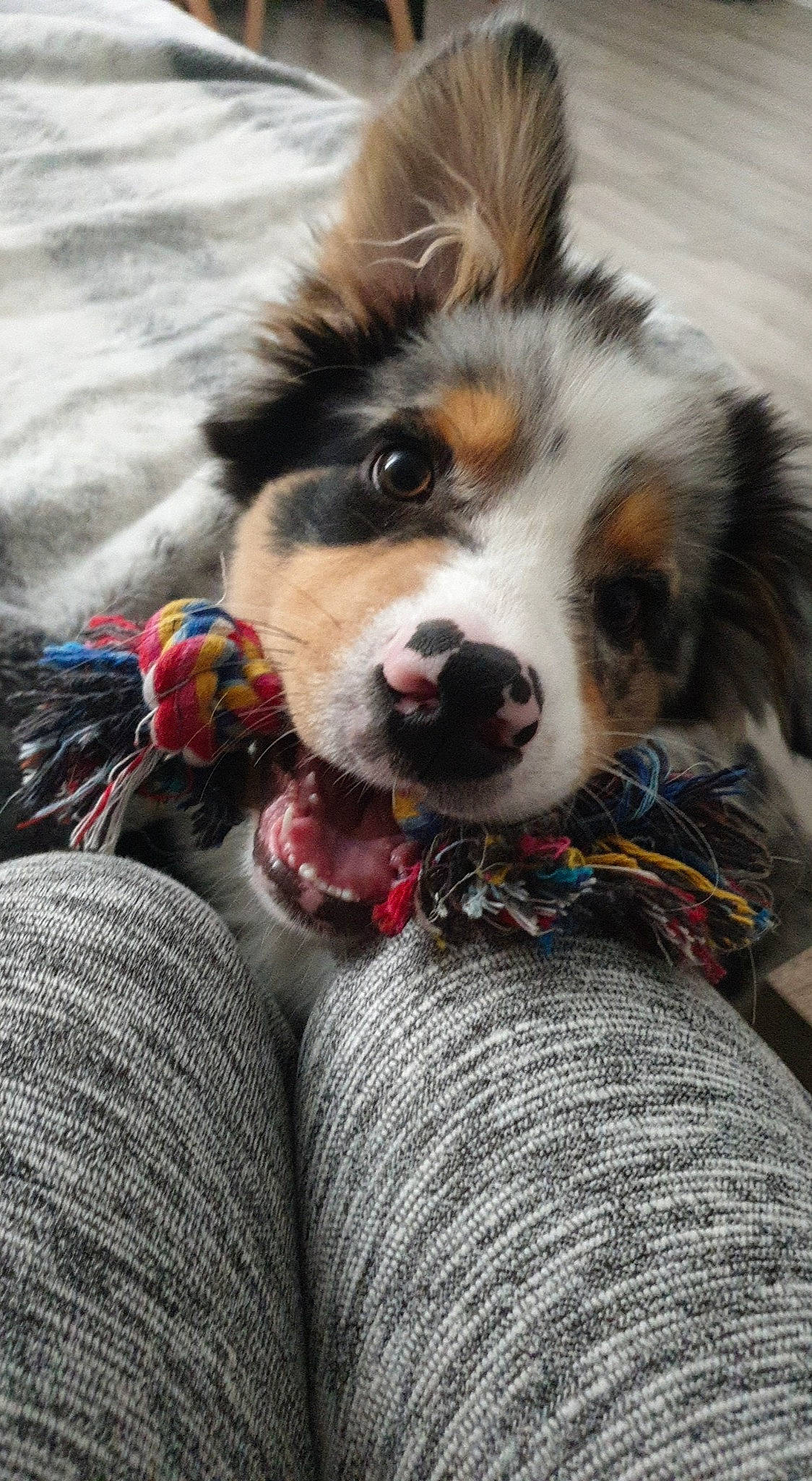 Ryles participe au concours pour gagner de l'argent avec cette photo : australian_shepherd, bernese_mountain_dog, border_collie, canidae, carnivore, companion_dog, dog, dog_breed, fur, mammal, miniature_australian_shepherd, puppy, rare_breed_dog, snout, sporting_group, vertebrate, welsh_sheepdog, working_dog