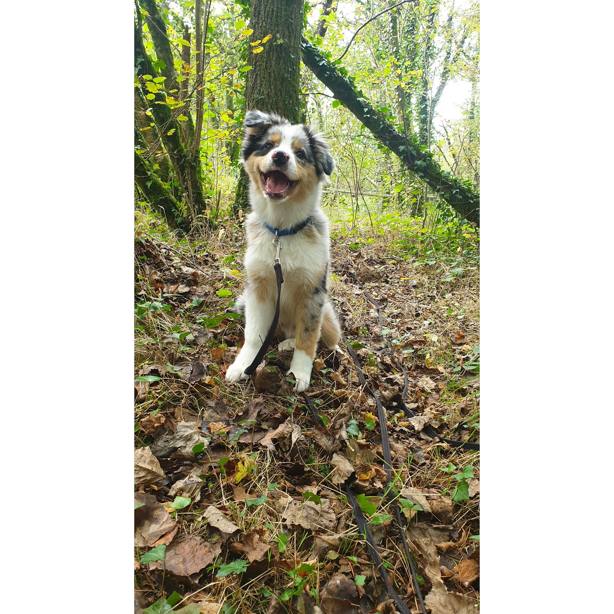 Ryles a rejoint le concours — aidez-le/la à gagner de superbes lots ! australian_shepherd, canidae, carnivore, carpathian_shepherd_dog, companion_dog, dog, dog_breed, mammal, miniature_australian_shepherd, rafeiro_do_alentejo, rare_breed_dog, sporting_group, vertebrate, working_dog