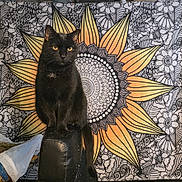 Hercules joined the competition — help win amazing prizes! black_cat, cat, animal, pet, chair, tapestry, sunflower, floral_pattern, yellow, orange, black, white, indoor, furniture, perched, eyes, tail, portrait, decor, cozy