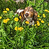 dog, dandelions, greenery, flowers, outdoor, nature, pet, grass, spring, cute, animal, garden, leaf, flora, canine, brown, white, fur, portrait, sunlight