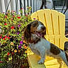 dog, small_dog, yellow_chair, outdoor, flower_pot, colorful_flowers, porch, sunlight, happy_dog, pet, garden, plant, wooden_fence, daylight, nature, smiling_dog, canine, leafy_plants, summer, backyard