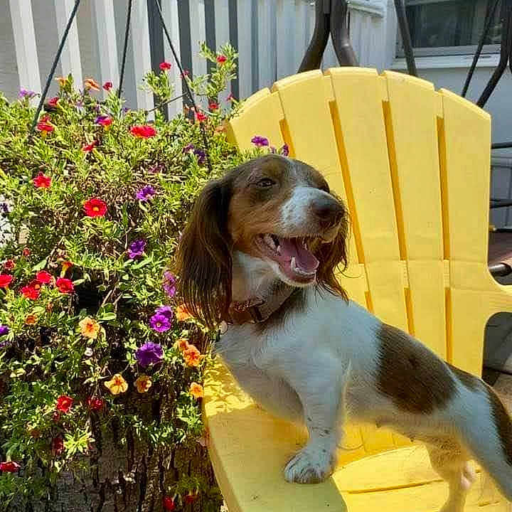 Sable Mae