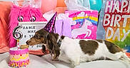 Sable Mae is registered to the contest to win money with this photo: dog, birthday, party_hat, cake, balloons, gift_bags, celebration, candle, number_6, sofa, pink, purple, orange, white, brown, unicorn, happy_birthday_sign, tissue_paper, indoor, cute