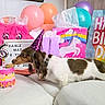 dog, birthday, party_hat, cake, balloons, gift_bags, celebration, candle, number_6, sofa, pink, purple, orange, white, brown, unicorn, happy_birthday_sign, tissue_paper, indoor, cute