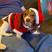 Sable Mae is registered to the contest to win money with this photo: dog, pet, santa_outfit, holiday, christmas, couch, person, clothing, indoor, jeans, brown_and_white, small_dog, festive, toy_box, decorations, relaxed, smiling_dog, fur, lap, canine