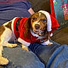 dog, pet, santa_outfit, holiday, christmas, couch, person, clothing, indoor, jeans, brown_and_white, small_dog, festive, toy_box, decorations, relaxed, smiling_dog, fur, lap, canine