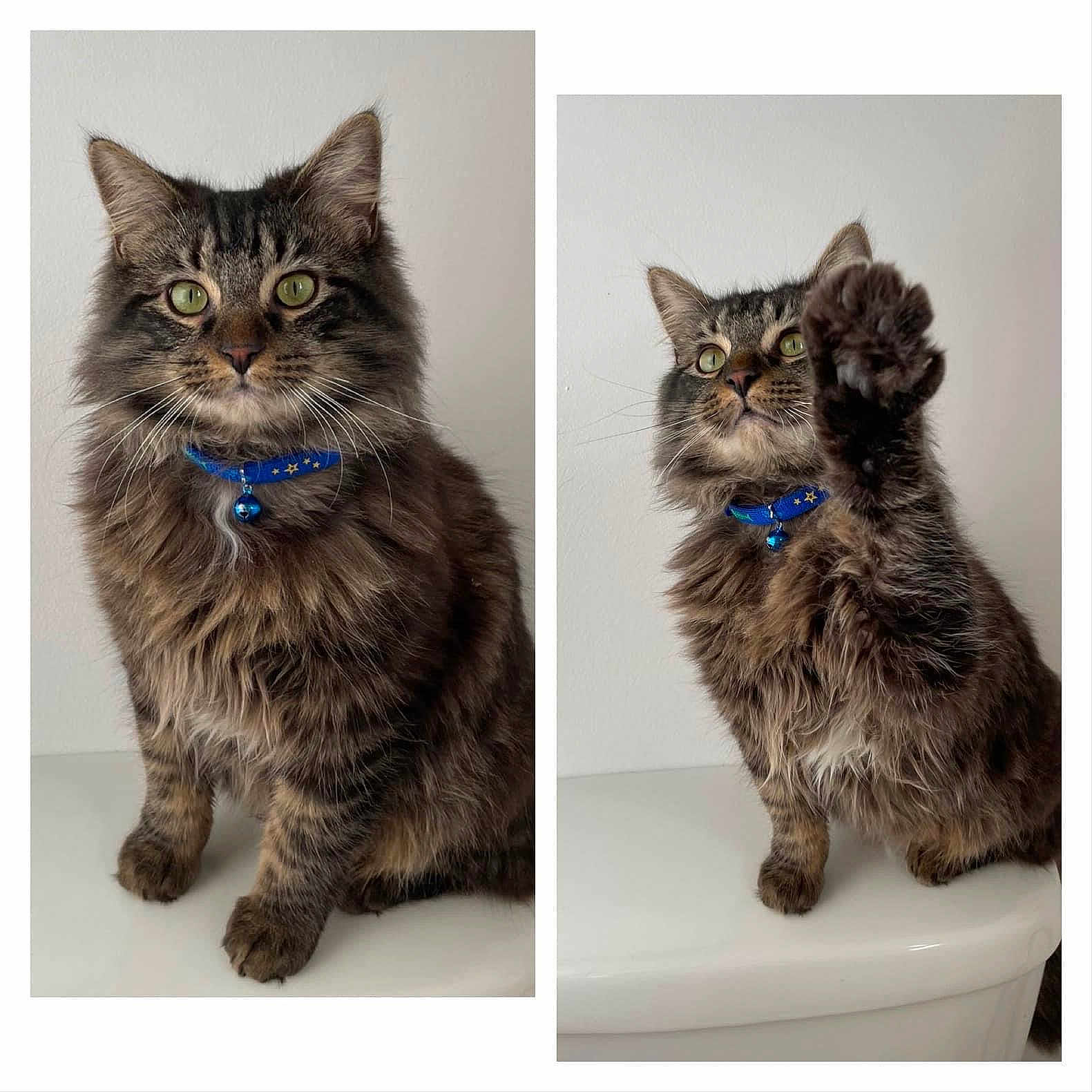 Randi joined the competition — help win amazing prizes! abyssinian, accessories, angora, animal, art, bracelet, cat, collage, collar, egyptiancat, formalwear, harness, jewelry, kitten, leash, manx, necklace, pet, strap, tie