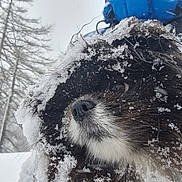 Julius a rejoint le concours — aidez-le/la à gagner de superbes lots ! dog, snow, close_up, fur, nose, whiskers, winter, outdoors, trees, snowflakes, cold, muzzle, portrait, pet, animal, backpack, ice, nature, eye, fluffy