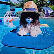 Julius a rejoint le concours — aidez-le/la à gagner de superbes lots ! backyard_pool, blue, cute, dog, furry, hat, lounger, outdoor, paws, pet, pool_float, portrait, relaxing, small_dog, straw_hat, summer, sunshine, swimming_pool, vacation, water